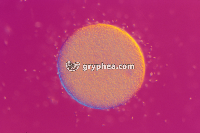 Oursin - Fécondation chez l'Oursin x120  - gryphea.com